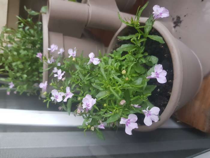 Фотография покупателя товара Семена цветов Лобелия «Ривьера Лилак», 10 шт., «Золотая Сотка Алтая» - Фото 4