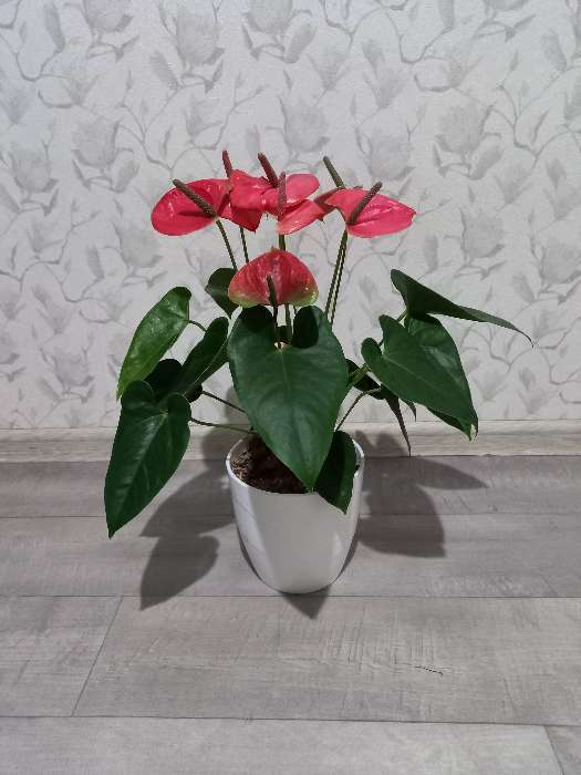 Фотография покупателя товара Кашпо для цветов со вставкой «Грация», 2 л, цвет белый - Фото 3
