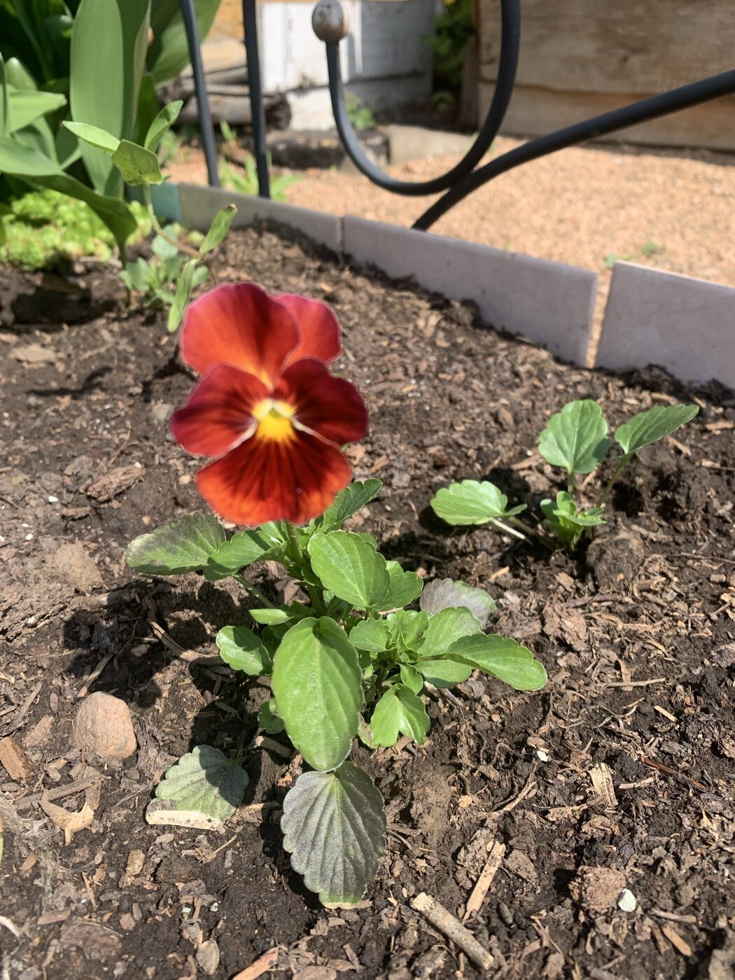 Фотография покупателя товара Семена цветов Виола «Красная Шапочка», 0.05 г, «Сембат» - Фото 1