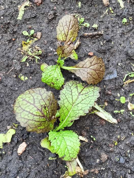 Фотография покупателя товара СеменаГорчица салатная "Мей лин", 0,5 г - Фото 1