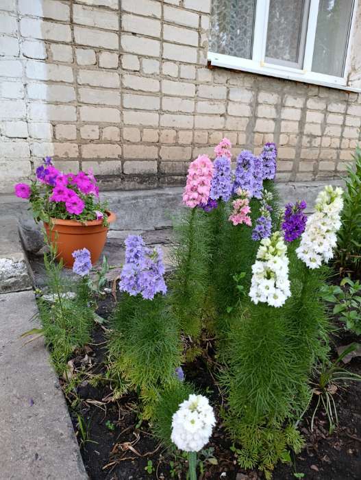 Фотография покупателя товара Семена цветов Дельфиниум "Гроздь Сапфиров", 0,2 г - Фото 1