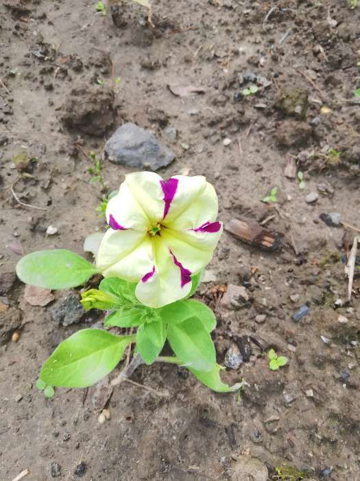 Фотография покупателя товара Семена цветов Петуния ампельная «Лавина Пурпурно-желтая Звезда», F1, 10 шт., «ПОИСК» - Фото 6