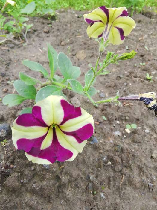 Фотография покупателя товара Семена цветов Петуния ампельная «Лавина Пурпурно-желтая Звезда», F1, 10 шт., «ПОИСК» - Фото 5