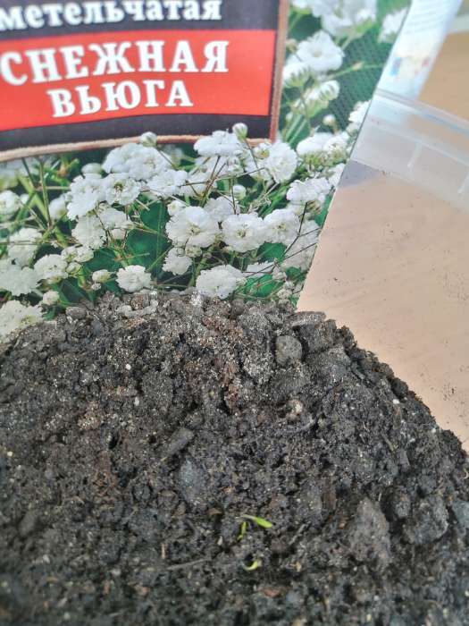 Фотография покупателя товара Семена цветов Гипсофила "Снежная вьюга", 0,05 г - Фото 1