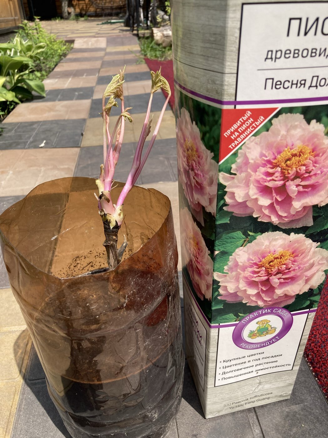 Фотография покупателя товара Пион древовидный Песня Дождя 1 шт., туба, Весна 2026 - Фото 1