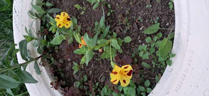 Фотография покупателя товара Семена  цветов Мимулюс "Крупноцветковый тигровый", смесь окрасок, О, 0,03 г - Фото 2