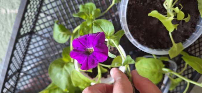 Фотография покупателя товара Семена цветов Петуния "Альдерман" 0,1 г - Фото 4