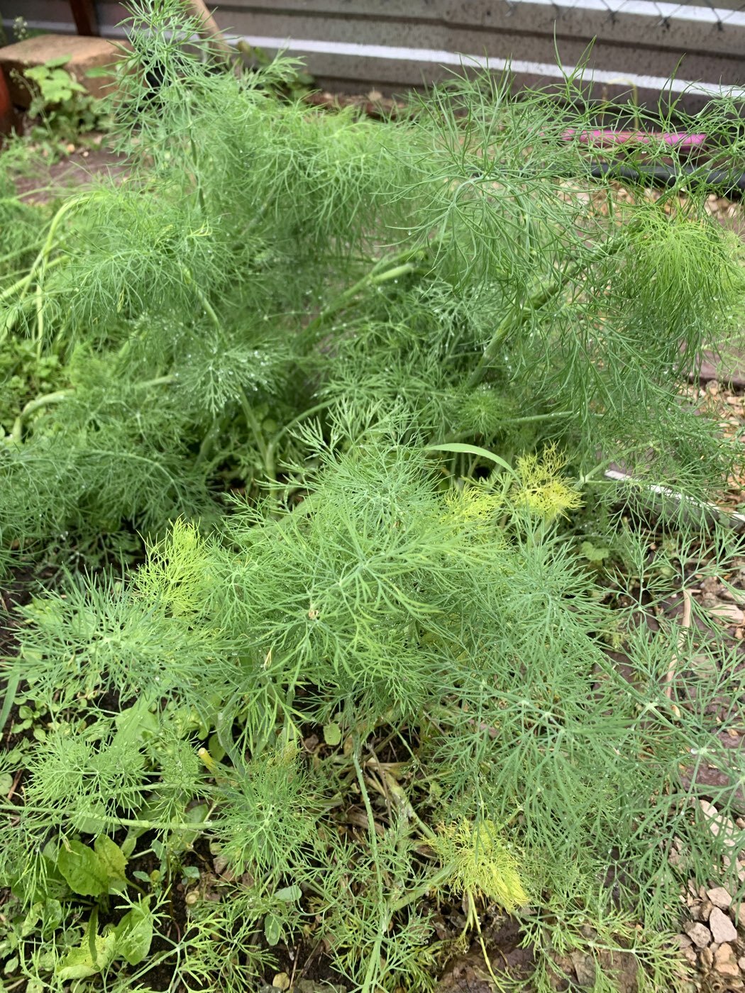 Фотография покупателя товара Семена Укроп "Карлик", ц/п, ц/п,2 г - Фото 1