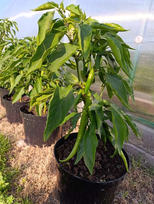 Фотография покупателя товара Семена Перец Острый "Бараний Рог", Сем. Алт, ц/п, 0,1 г - Фото 2