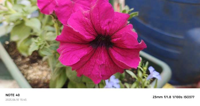 Фотография покупателя товара Семена цветов  Петуния Суперкаскадная "Бургунди", ц/п,  F1, 7 шт - Фото 4