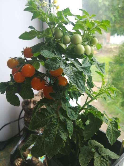 Фотография покупателя товара Семена Томат балконный «Жемчужина оранжевая», 0.05 г - Фото 1