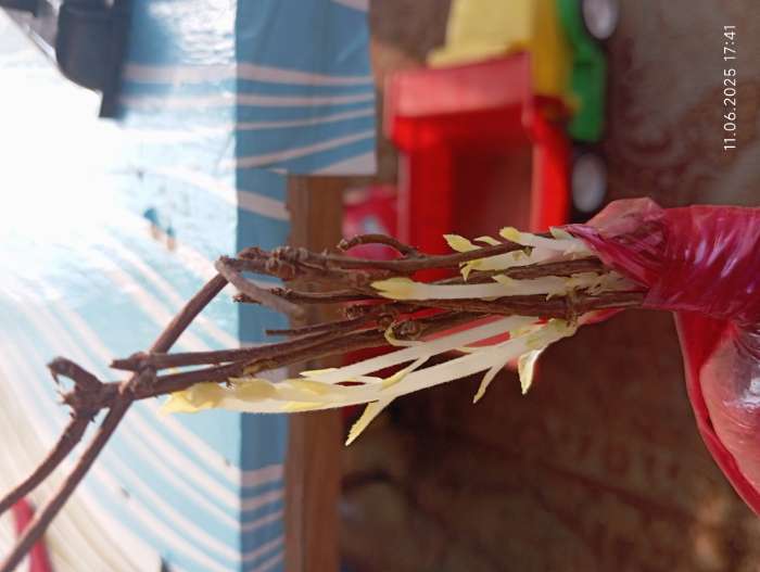 Фотография покупателя товара Гортензия метельчатая Люкс «Ваниль Фрайз» , саженец декоративный, цветущий, 1 шт., туба - Фото 1