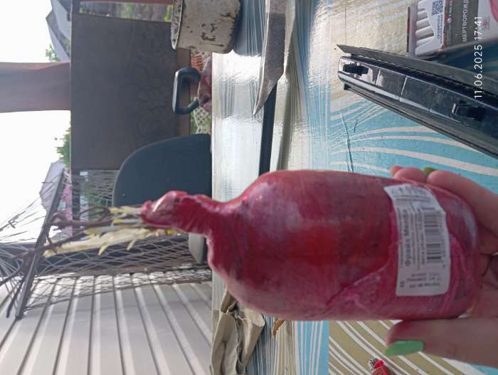 Фотография покупателя товара Гортензия метельчатая Люкс «Фрайз Мелба» саженец декоративный, цветущий, 1 шт., туба - Фото 1