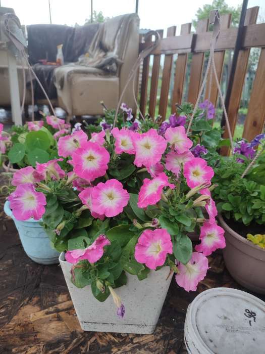 Фотография покупателя товара Семена Цветов Петуния "Мамбо", F1, розовое утро, многоцветковая, пробирка, 7 шт - Фото 8