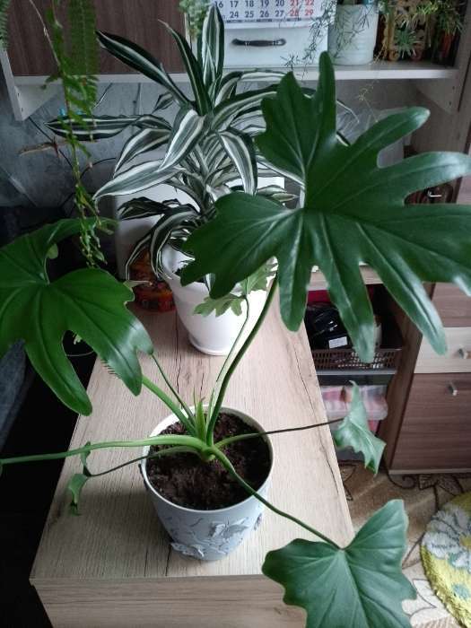 Фотография покупателя товара Семена комнатных цветов Филодендрон Селло "Мексиканский змей", ц/п,  5 шт. - Фото 5