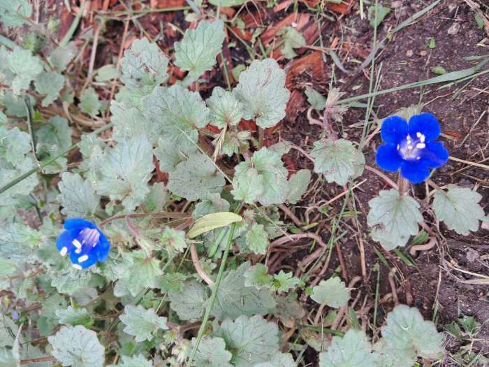 Фотография покупателя товара Семена цветов Фацелия «Колокольчатая», Голубая, 0.5 г - Фото 2