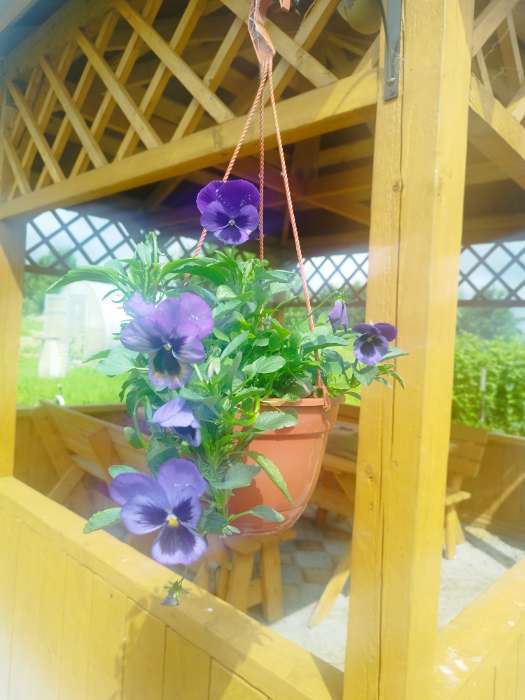 Фотография покупателя товара Семена цветов Виола "Альпензее", ц/п,  виттрока, 0,05 г - Фото 1