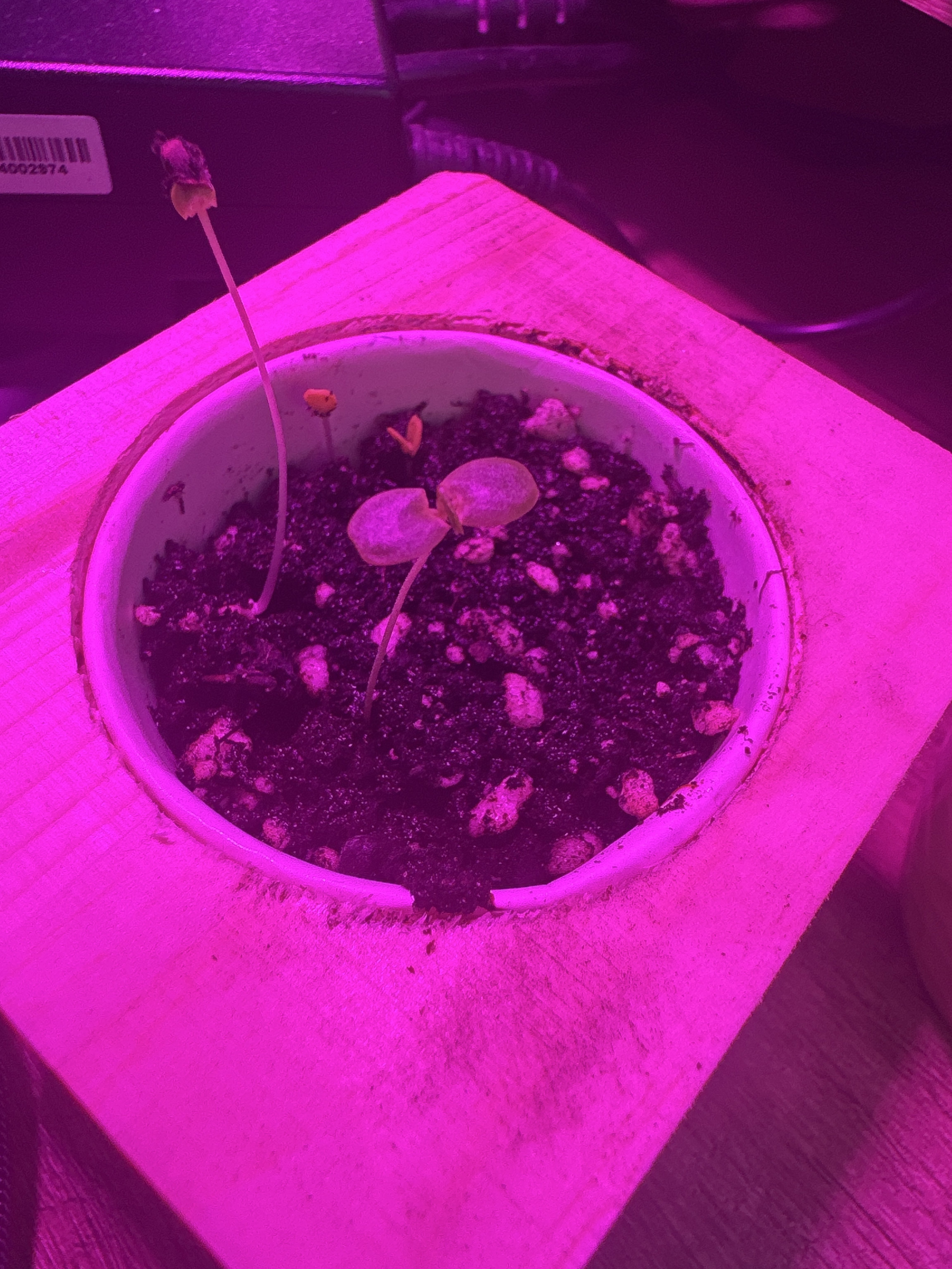 Фотография покупателя товара Набор для выращивания P&P «Лаванда», в кубе из дерева - Фото 1