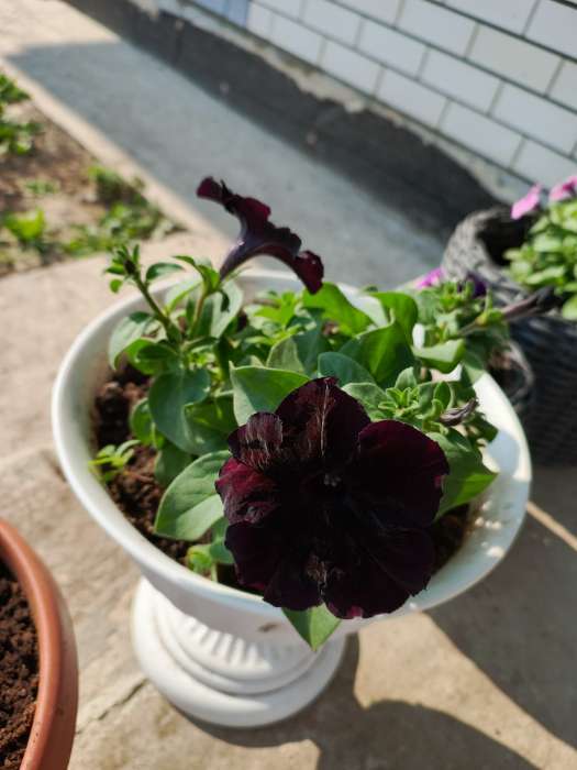 Фотография покупателя товара Семена цветов Петуния "Черная вишня" F1 многоцветковая, О, гранулы, пробирка, ц/п,4 шт. - Фото 7