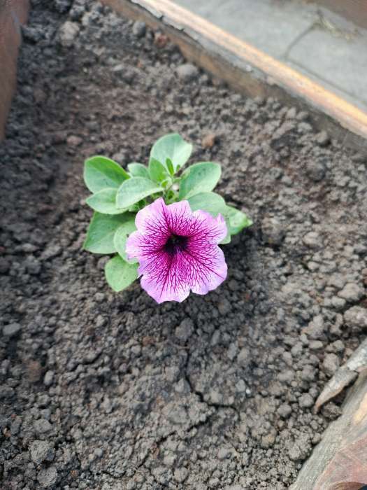 Фотография покупателя товара Семена цветов Петуния ампельная "Опера Парпл Вейн" 5 шт - Фото 7