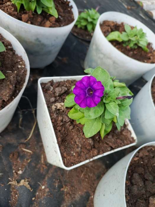 Фотография покупателя товара Семена Петуния Джоконда мини F1 синий бархат, 5 шт., - Фото 1