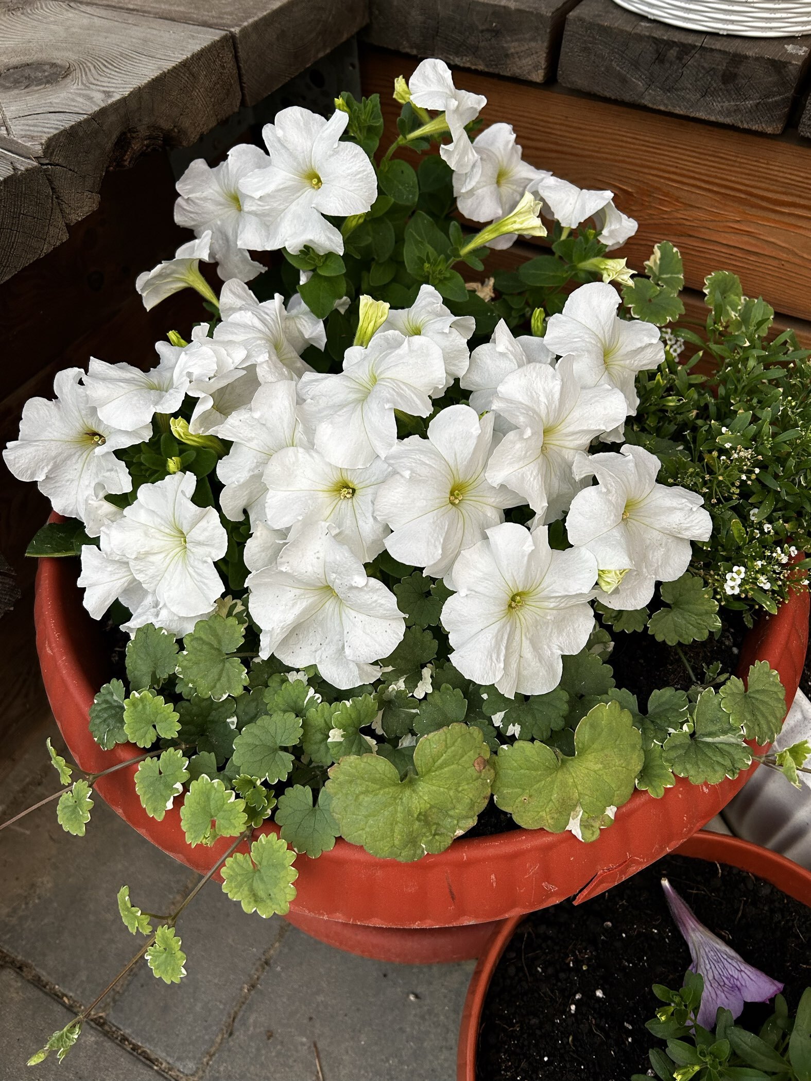 Фотография покупателя товара Семена Петуния Джолли белая F1 многоцветковая, 7 шт - Фото 4