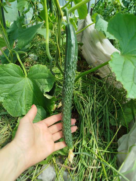 Фотография покупателя товара Семена Огурец "Пекинский гурман", F1, 5 шт - Фото 1