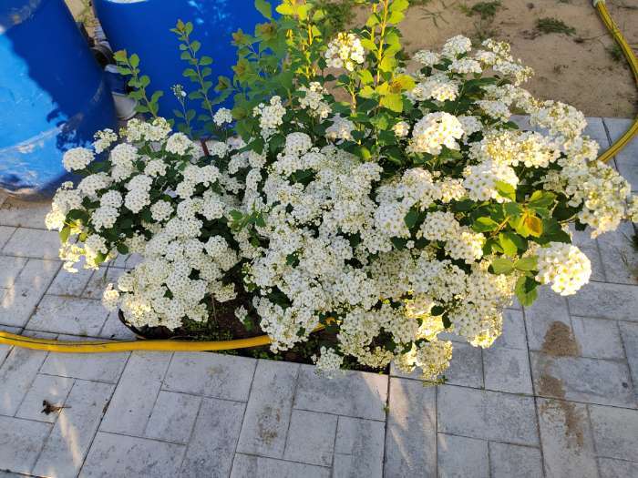 Фотография покупателя товара Спирея Вангутта (Серия Северный сад) 1 шт. туба, Весна 2026 - Фото 1