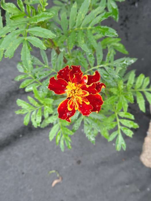 Фотография покупателя товара Семена цветов Бархатцы «Каландо», смесь окрасок, 0.1 г - Фото 24