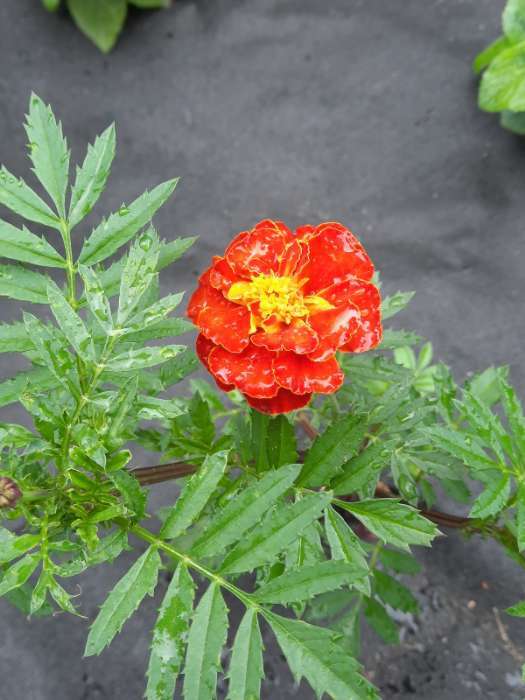 Фотография покупателя товара Семена цветов Бархатцы «Каландо», смесь окрасок, 0.1 г - Фото 25