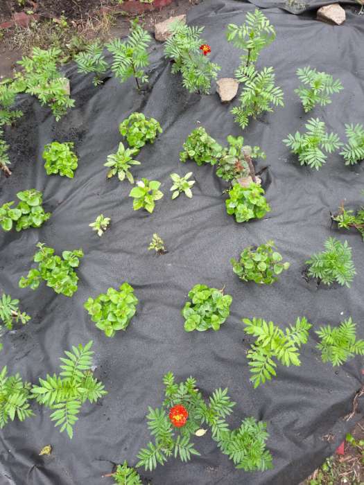 Фотография покупателя товара Семена цветов Бархатцы «Каландо», смесь окрасок, 0.1 г - Фото 26