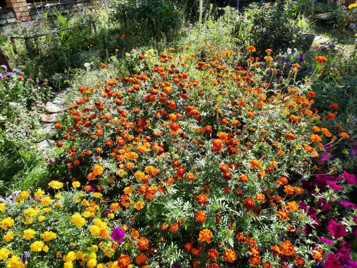 Фотография покупателя товара Семена цветов Бархатцы «Каландо», смесь окрасок, 0.1 г - Фото 23