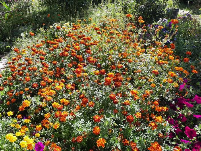 Фотография покупателя товара Семена цветов Бархатцы «Каландо», смесь окрасок, 0.1 г - Фото 27