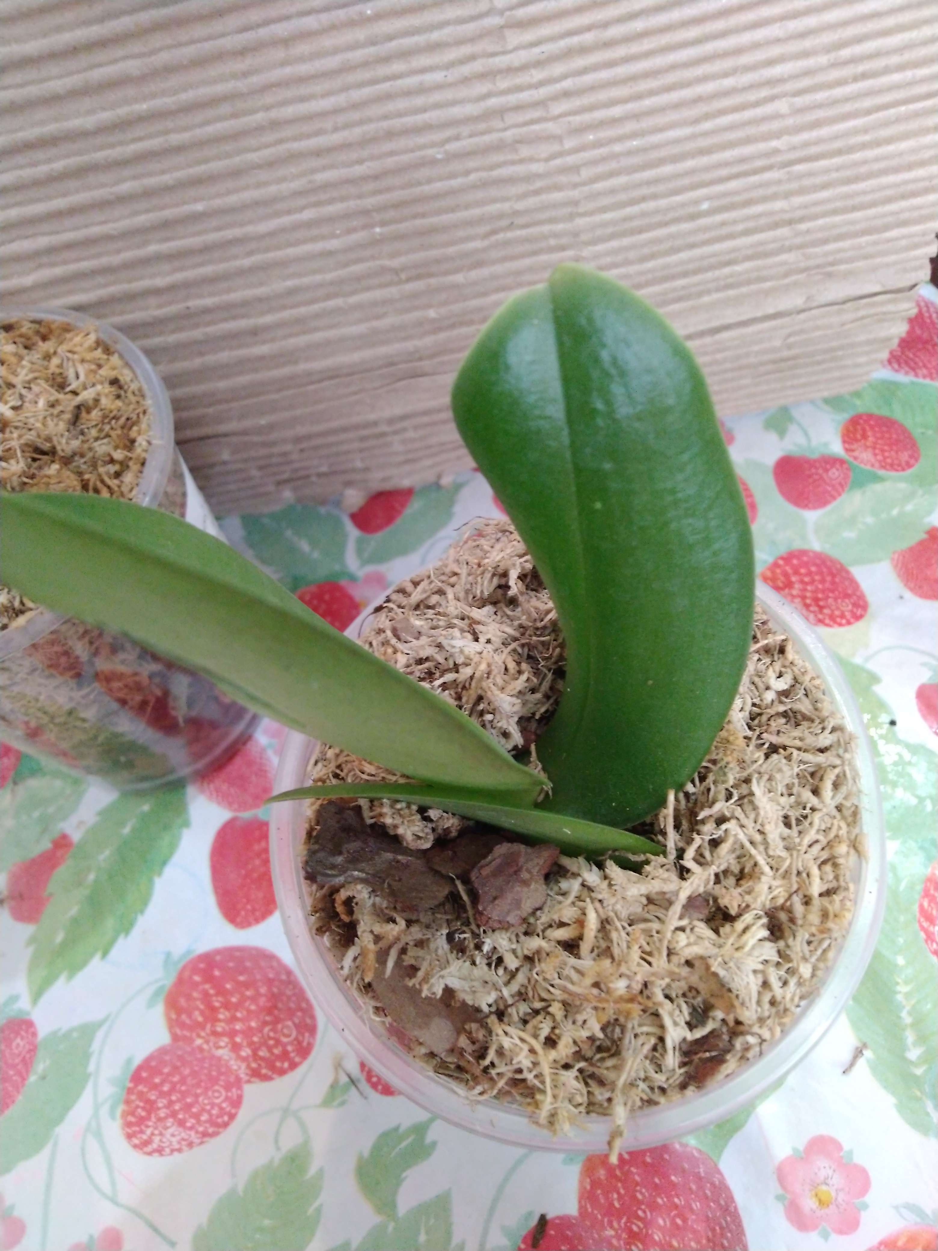 Фотография покупателя товара Орхидея Фаленопсис Lilien,  без цветка (детка), горшок  2,5 дюйма - Фото 10