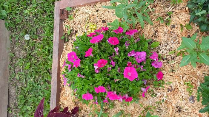 Фотография покупателя товара Семена цветов Петуния гибридная «Пендолино Роуз Ай», 5 шт., «Поиск» - Фото 2