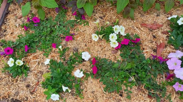 Фотография покупателя товара Семена Сурфиния "Пурпурный бархат", ц/п, F1, 5 шт. - Фото 1