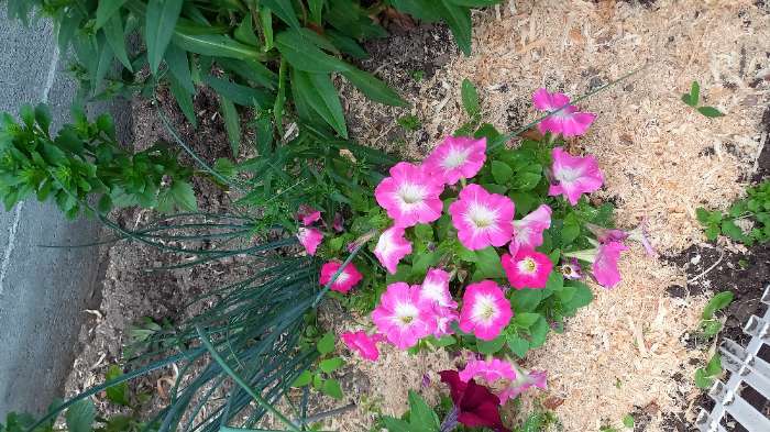 Фотография покупателя товара Семена Цветов Петуния "Мамбо", F1, розовое утро, многоцветковая, пробирка, 7 шт - Фото 7