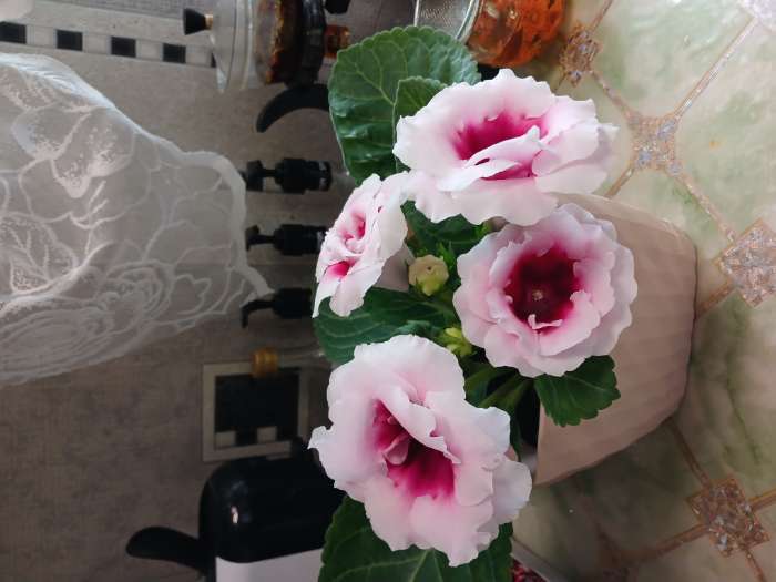 Фотография покупателя товара Семена комнатных цветов Глоксиния «Махровая смесь», F1, «Агроуспех», 5 шт. - Фото 1