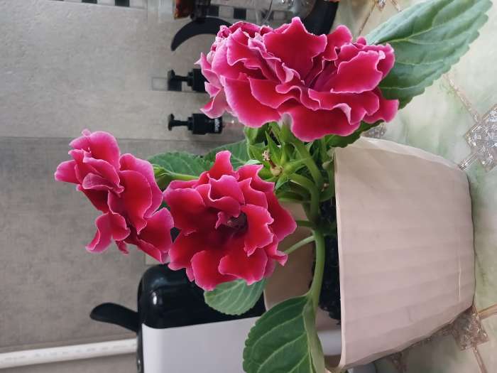 Фотография покупателя товара Семена комнатных цветов Глоксиния «Махровая смесь», F1, «Агроуспех», 5 шт. - Фото 2