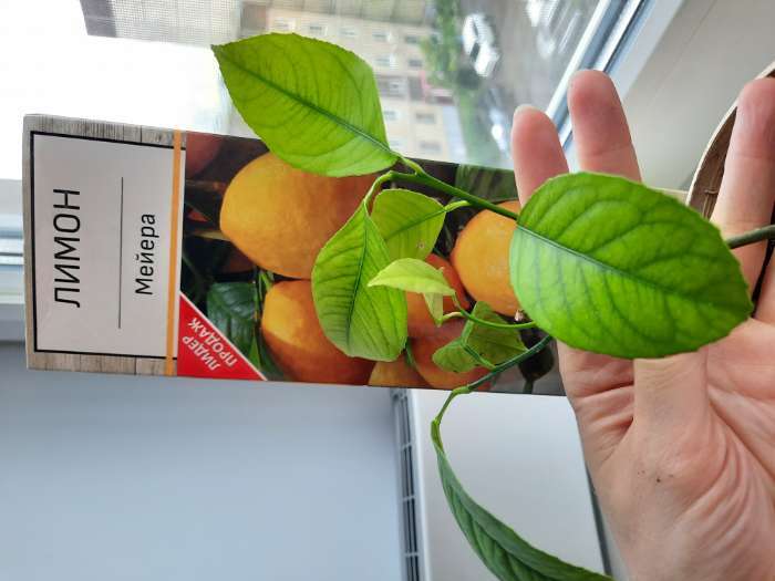 Фотография покупателя товара Цитрус Лимон Мейера, туба, 1 шт. Весна 2026 - Фото 1