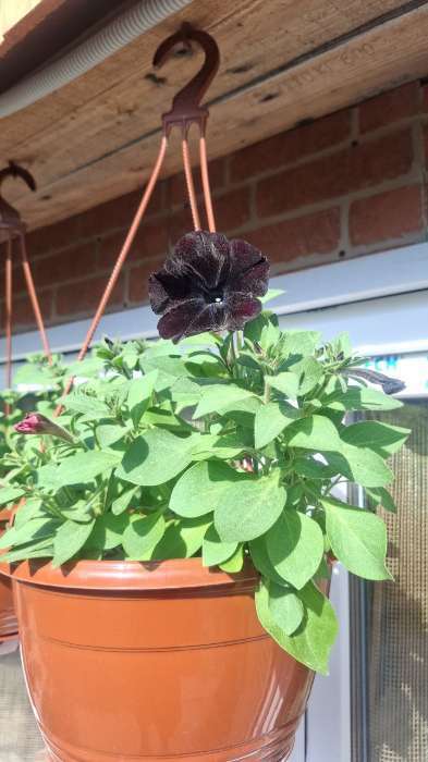 Фотография покупателя товара Семена цветов Петуния "Черная вишня" F1 многоцветковая, О, гранулы, пробирка, ц/п,4 шт. - Фото 6