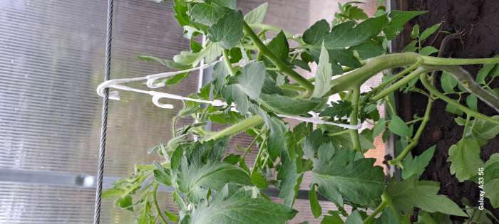 Фотография покупателя товара Кистедержатель «Двойной крюк», 13 см, Greengo - Фото 2