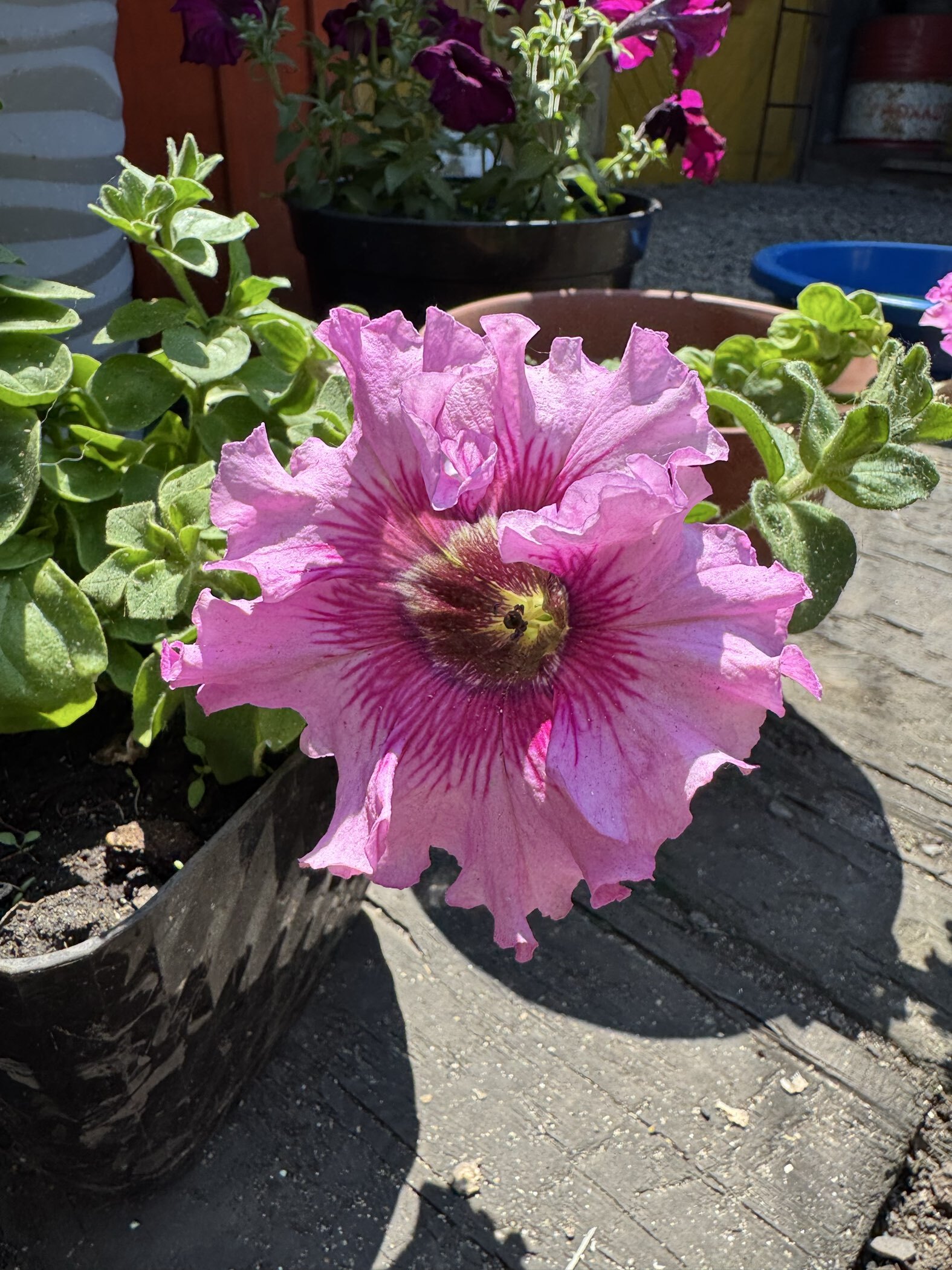 Фотография покупателя товара Семена цветов Петуния "Превосходнейшая Розеа", Низкорослые гиганты, Сем. Алт, ц/п, 7 шт - Фото 2