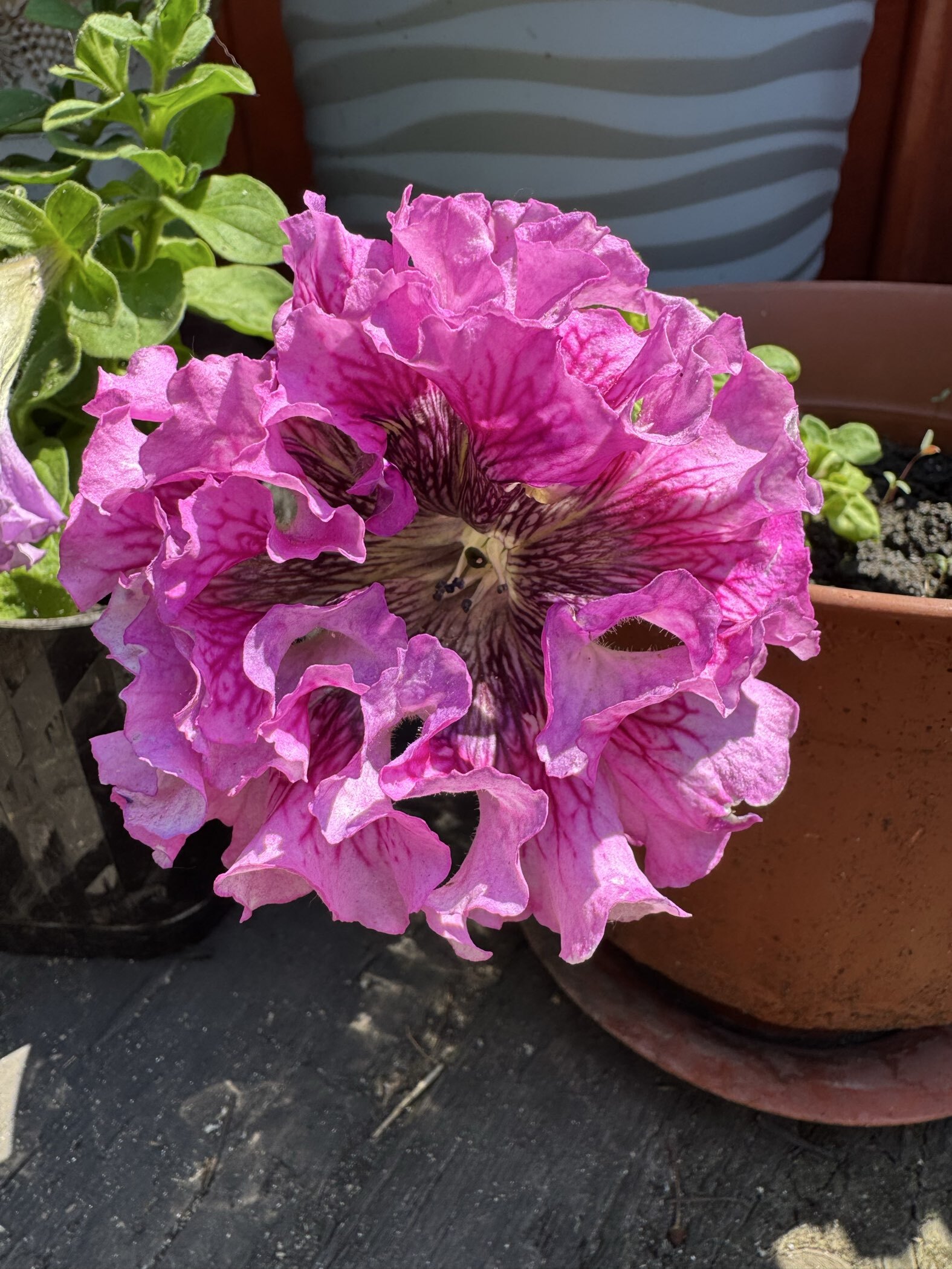 Фотография покупателя товара Семена цветов Петуния "Превосходнейшая Розеа", Низкорослые гиганты, Сем. Алт, ц/п, 7 шт - Фото 4