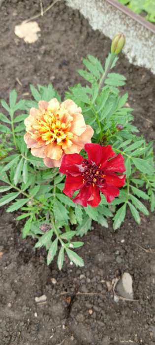 Фотография покупателя товара Семена цветов Бархатцы отклоненные Строберри Блонд, 10шт - Фото 6