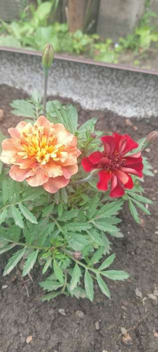 Фотография покупателя товара Семена цветов Бархатцы отклоненные Строберри Блонд, 10шт - Фото 8