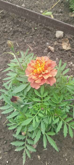 Фотография покупателя товара Семена цветов Бархатцы отклоненные Строберри Блонд, 10шт - Фото 9