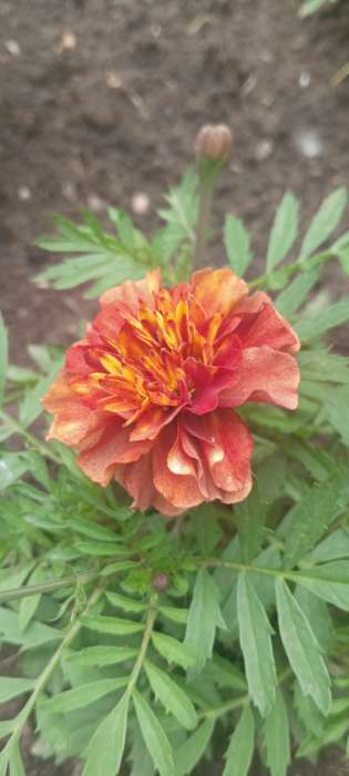 Фотография покупателя товара Семена цветов Бархатцы отклоненные Строберри Блонд, 10шт - Фото 4