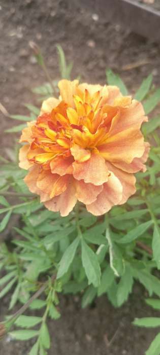 Фотография покупателя товара Семена цветов Бархатцы отклоненные Строберри Блонд, 10шт - Фото 7