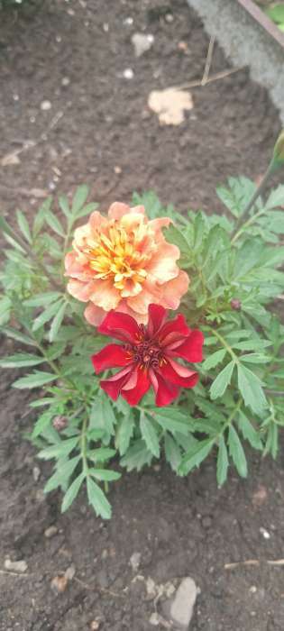 Фотография покупателя товара Семена цветов Бархатцы отклоненные Строберри Блонд, 10шт - Фото 5